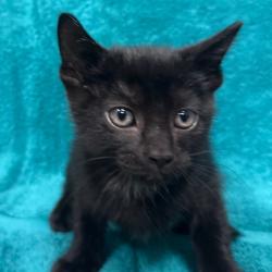Shelter Stray Male Cat last seen , 3607 N Armenia Ave, Tampa, FL 33607, USA