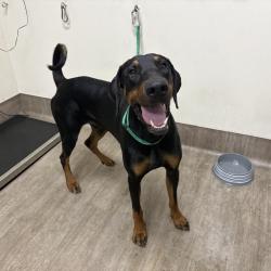 Shelter Stray Male Dog last seen , 361 S Raymond Ave, Pasadena, CA 91105, USA