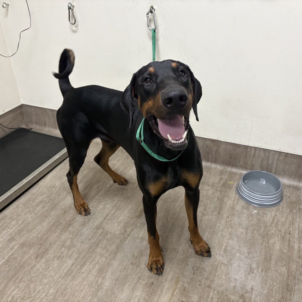Shelter Stray Male Dog last seen , 361 S Raymond Ave, Pasadena, CA 91105, USA