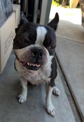 Reunited Male Dog last seen Anaheim blvd & la Palma, Anaheim, CA 92805