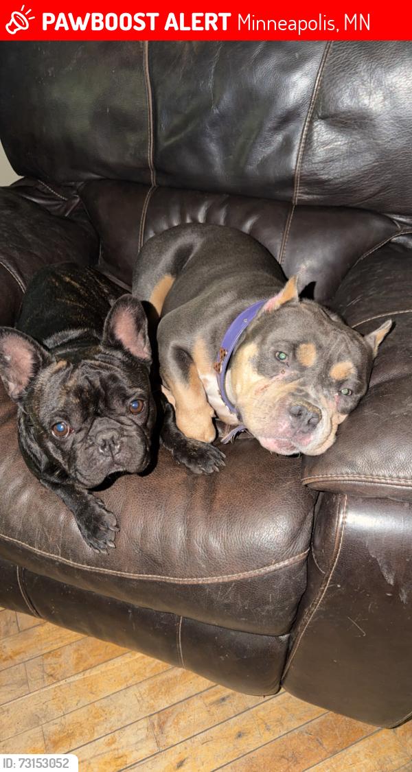 Lost Male Dog last seen Memorial parkway and osseo road, Minneapolis, MN 55412