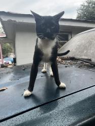 Lost Male Cat last seen Near the brick how with big pond on the right side of hse, Murray County, GA 30705