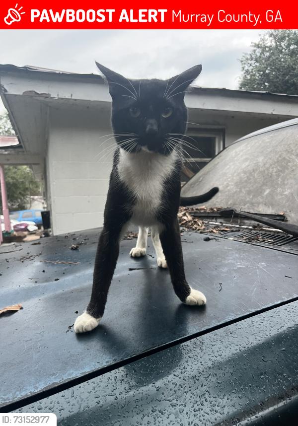 Lost Male Cat last seen Near the brick how with big pond on the right side of hse, Murray County, GA 30705