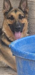 Lost Male Dog last seen Harrison st, Phoenix, AZ 85005