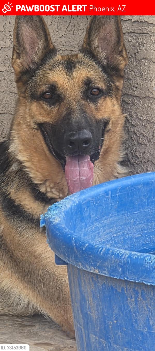 Lost Male Dog last seen Harrison st, Phoenix, AZ 85005