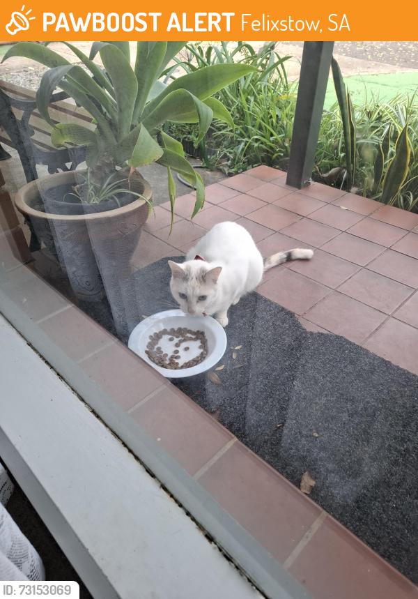Found/Stray Unknown Cat last seen St. Margarets Crs, Felixstow, SA 5070
