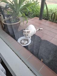 Found/Stray Unknown Cat last seen St. Margarets Crs, Felixstow, SA 5070