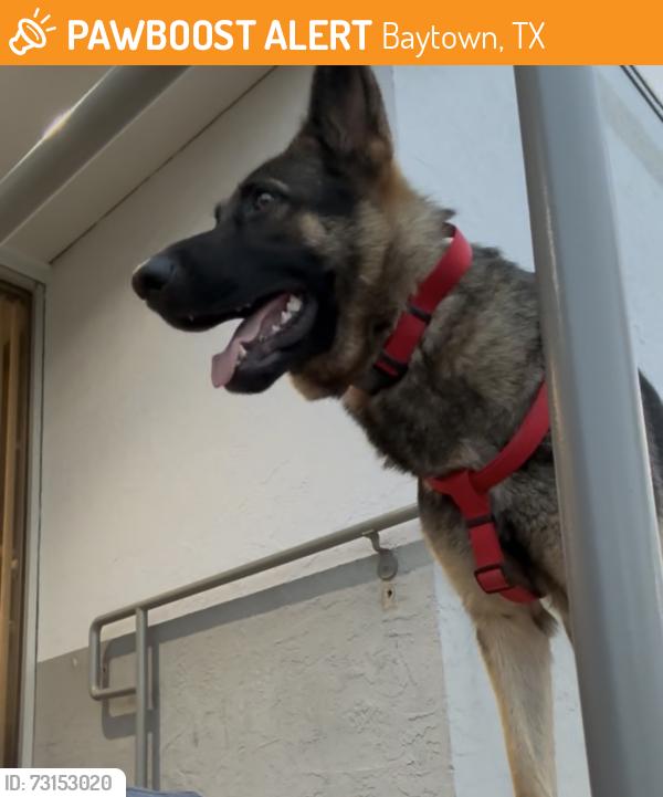 Found/Stray Female Dog last seen Thompson Rd near I-10 Baytown Tx, Baytown, TX 77521