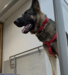 Found/Stray Female Dog last seen Thompson Rd near I-10 Baytown Tx, Baytown, TX 77521