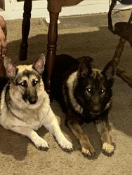 Reunited Male Dog last seen Paxton & A st, Toledo, OH 43608