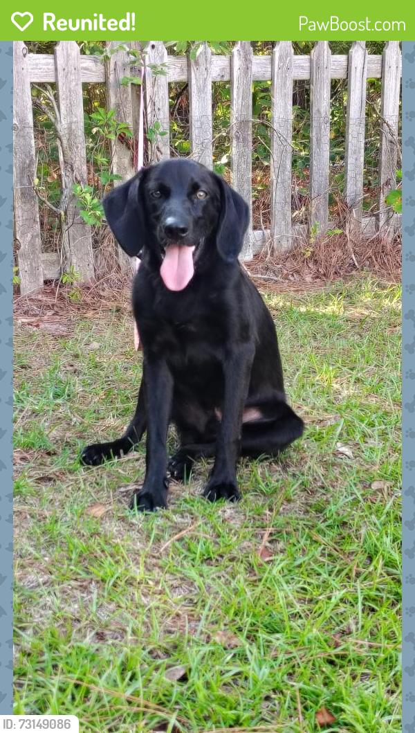Reunited Male Dog last seen Style drive parkton, Parkton, NC 28371