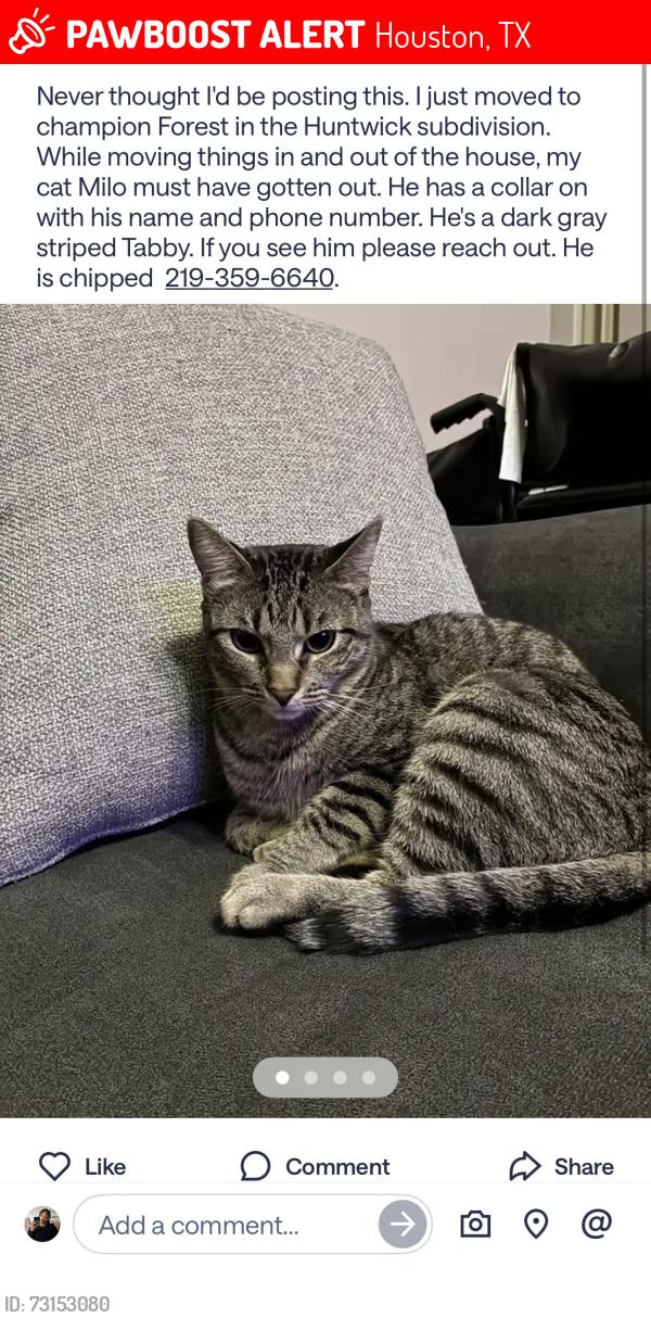 Lost Male Cat last seen Champions or meyer park, Houston, TX 77069