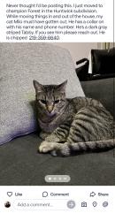 Lost Male Cat last seen Champions or meyer park, Houston, TX 77069