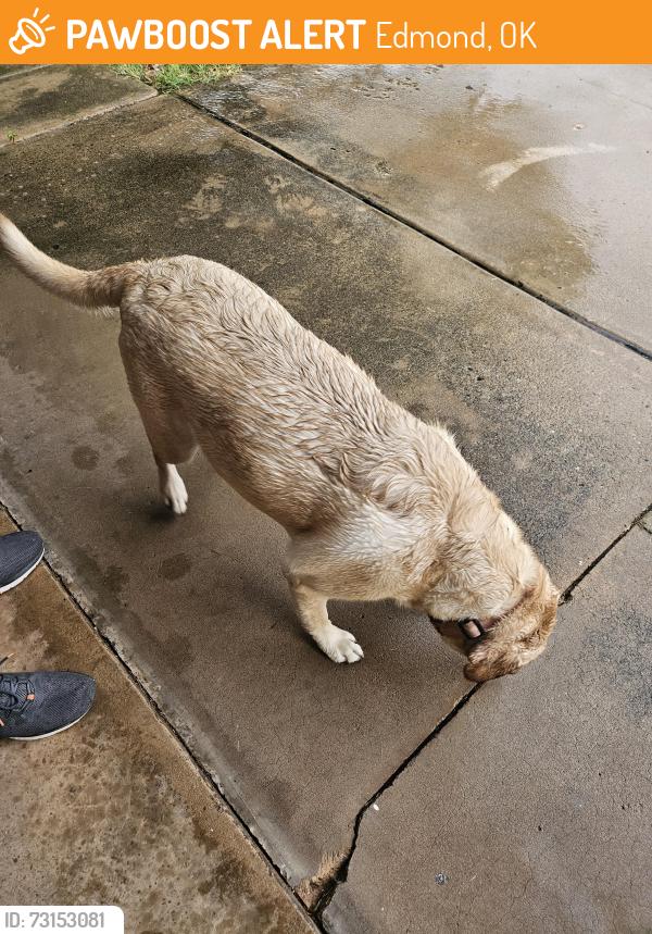 Found/Stray Female Dog last seen 15th and Coltrane, Edmond, OK 73034