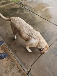 Found/Stray Female Dog last seen 15th and Coltrane, Edmond, OK 73034