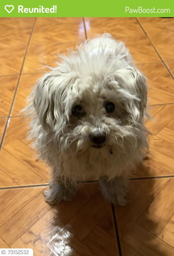 Reunited Male Dog last seen Evergreen Ln, Port Hueneme, CA 93041