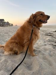 Reunited Female Dog last seen Apollo, Dale City, VA 22193