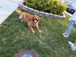 Found/Stray Unknown Dog last seen Blue sky place, Dale City, VA 22193