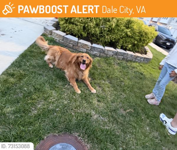 Found/Stray Unknown Dog last seen Blue sky place, Dale City, VA 22193