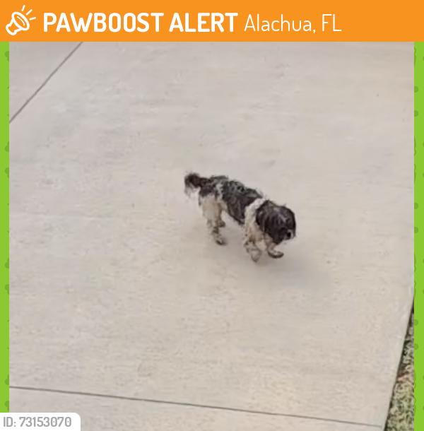 Found/Stray Unknown Dog last seen NW 139th ct. Alachua FL, Alachua, FL 32615