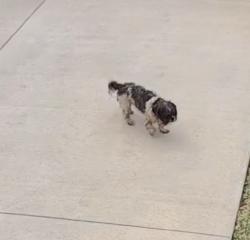 Found/Stray Unknown Dog last seen NW 139th ct. Alachua FL, Alachua, FL 32615