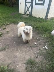 Reunited Female Dog last seen Big oaks Rd and algonquin, Gages Lake, IL 60030