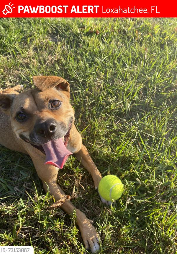 Lost Female Dog last seen Robert’s turnaround, Loxahatchee, FL 33470