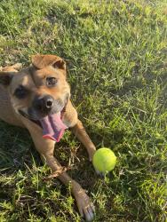 Lost Female Dog last seen Robert’s turnaround, Loxahatchee, FL 33470