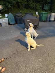 Reunited Male Dog last seen River road near UR, Henrico, VA 23229