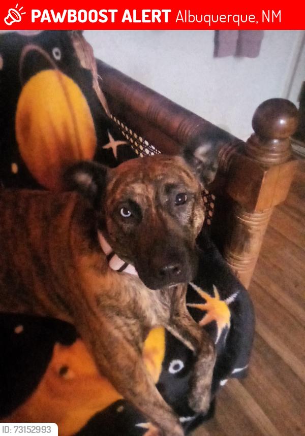 Lost Female Dog last seen Near Louisiana blvd se, Albuquerque, NM 87108