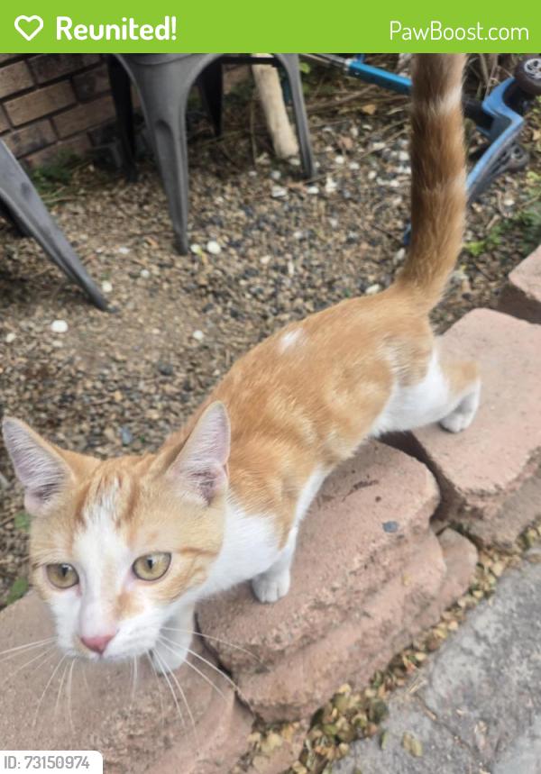 Reunited Male Cat last seen Sahara and Nellis, Sunrise Manor, NV 89142
