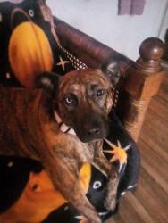 Lost Female Dog last seen Near Louisiana blvd se, Albuquerque, NM 87108