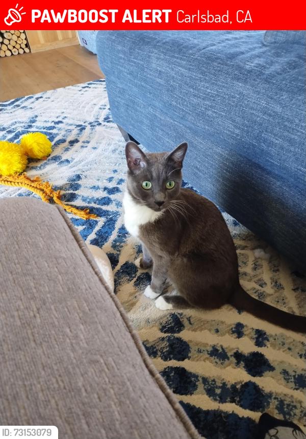 Lost Male Cat last seen La Costa and Rancho Santa Fe, Carlsbad, CA 92009