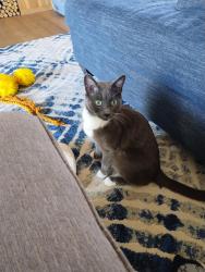 Lost Male Cat last seen La Costa and Rancho Santa Fe, Carlsbad, CA 92009