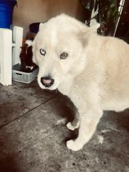 Reunited Male Dog last seen Camellia drive x yucca san bernardino, San Bernardino, CA 92404