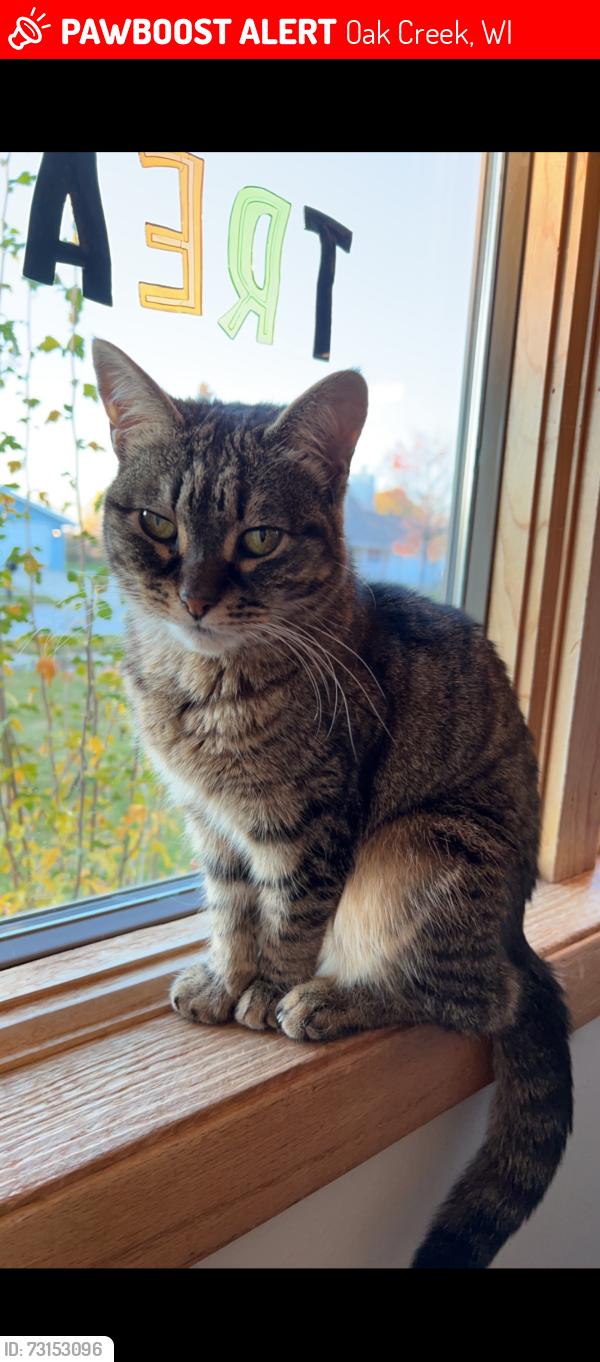 Lost Female Cat last seen 11th and O’Brien, Oak Creek, WI 53154