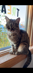 Lost Female Cat last seen 11th and O’Brien, Oak Creek, WI 53154