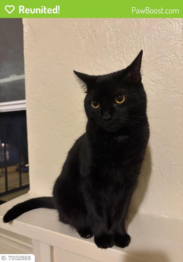 Reunited Female Cat last seen Death Comes Lifting Gym, Pittsburgh, PA 15210