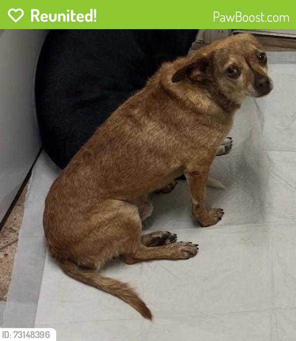 Reunited Male Dog last seen 99th Ave & Lower Buckeye, Tolleson, AZ 85353