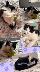 Reunited Female Cat last seen Edgewood in esplanade turkey creek, Lincoln, CA 95648
