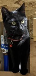 Reunited Female Cat last seen Near montée Harwood, Saint Lazare Qc, Saint-Lazare, QC J7T 2N3