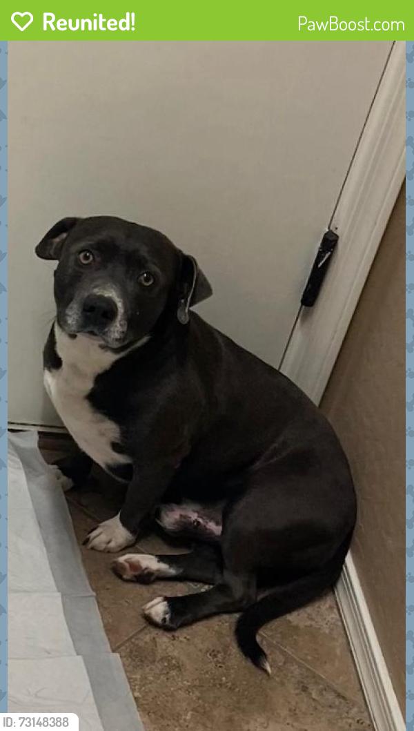 Reunited Male Dog last seen 99th Ave & Lower Buckeye, Tolleson, AZ 85353