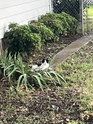 Found/Stray Unknown Cat last seen Woodleigh Dr and College St, McKinney, TX 75069