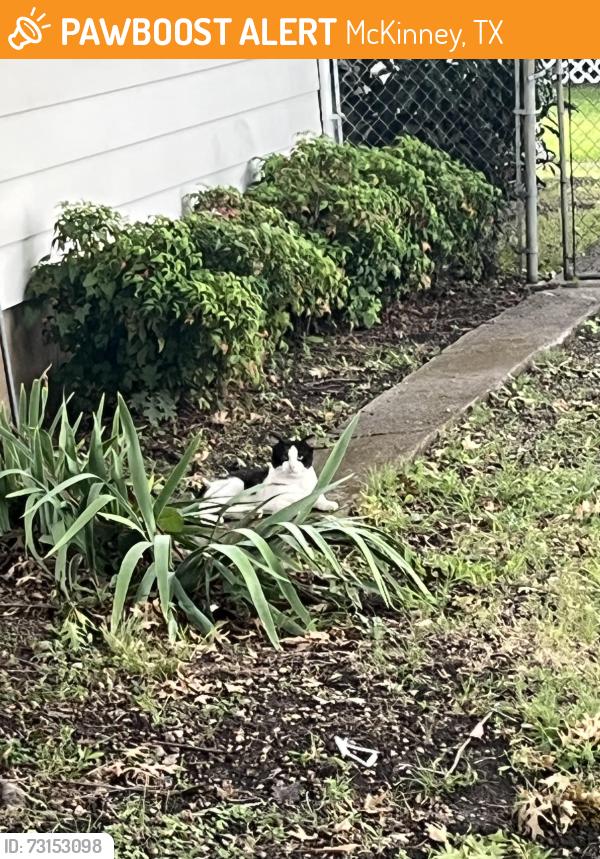 Found/Stray Unknown Cat last seen Woodleigh Dr and College St, McKinney, TX 75069