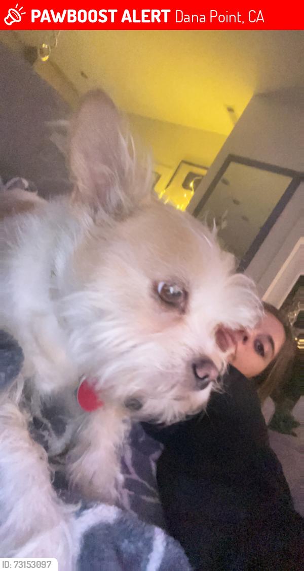 Lost Female Dog last seen Doheny Park Drive and Camino Capistrano, Dana Point, CA 92624