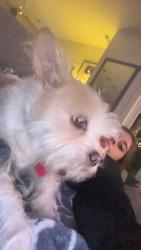 Lost Female Dog last seen Doheny Park Drive and Camino Capistrano, Dana Point, CA 92624