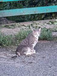 Found/Stray Unknown Cat last seen Meadow Lake, Queens, NY 11375