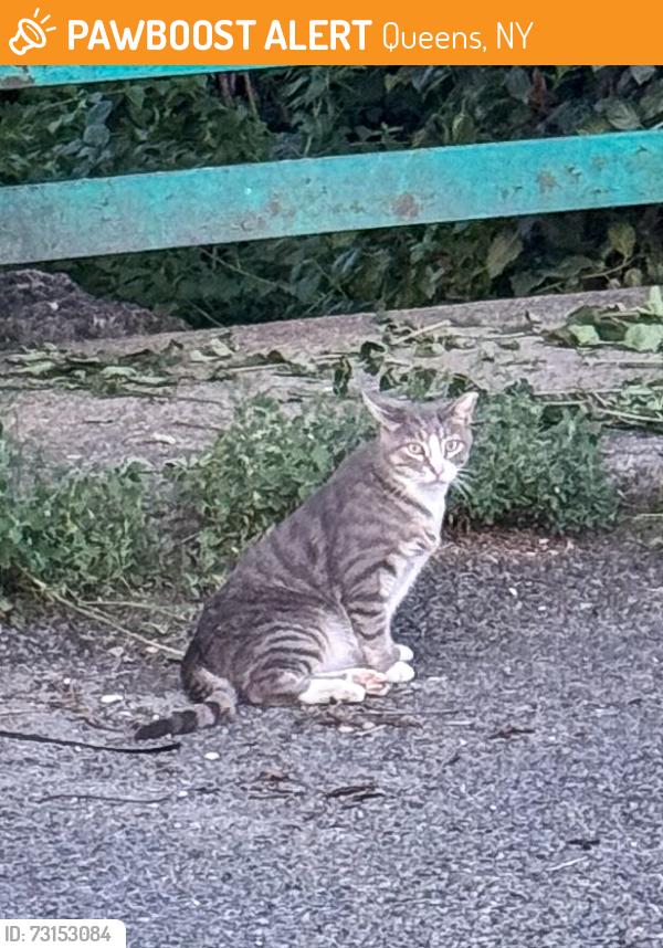Found/Stray Unknown Cat last seen Meadow Lake, Queens, NY 11375
