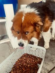 Reunited Male Dog last seen Camellia drive x alto san bernardino, San Bernardino, CA 92404
