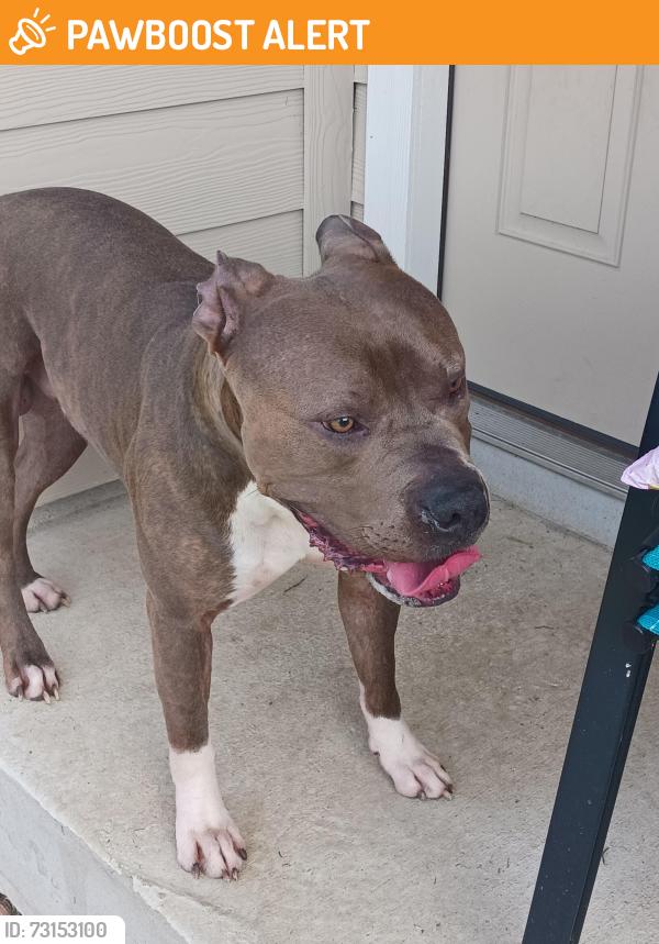 Found/Stray Male Dog last seen Barbarossa and Link rd, Guadalupe County, TX 78130